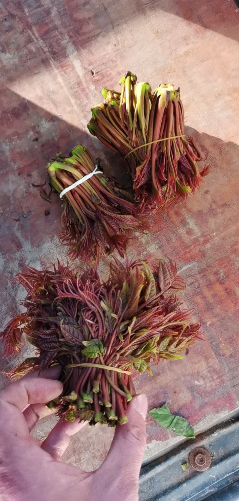 红油香椿油