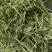 美国苜蓿草大G进口苜蓿草大G进口苜蓿草优质苜颜色漂亮