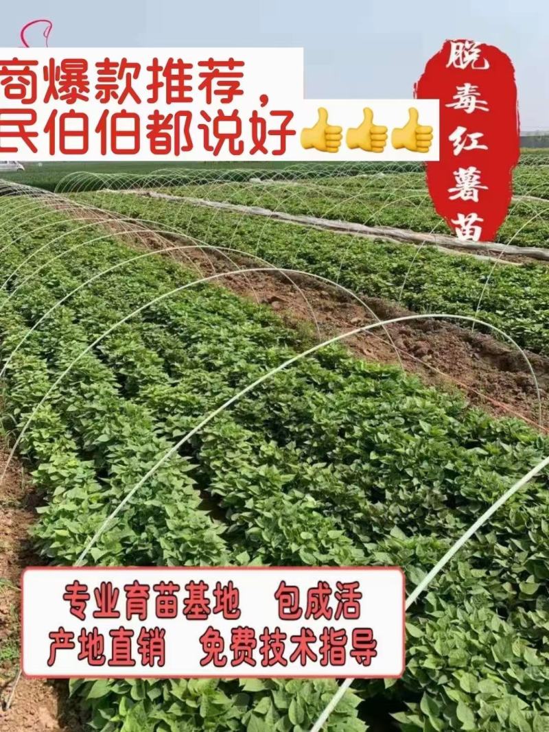 商薯19红薯苗供货量大，一手货源，提供技术指导，