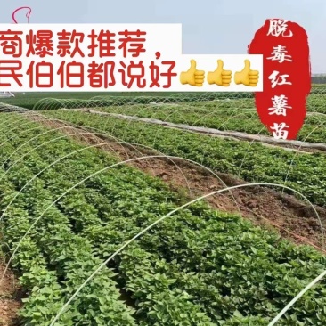 商薯19红薯苗供货量大，一手货源，提供技术指导，