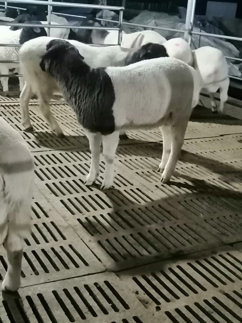 黑头杜波绵羊杜波公羊价格杜波母羊怀孕的多少钱一只