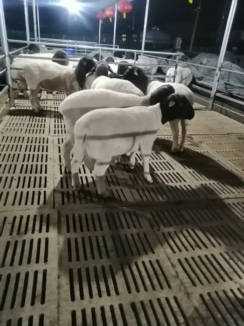 黑头杜波绵羊杜波公羊价格杜波母羊怀孕的多少钱一只