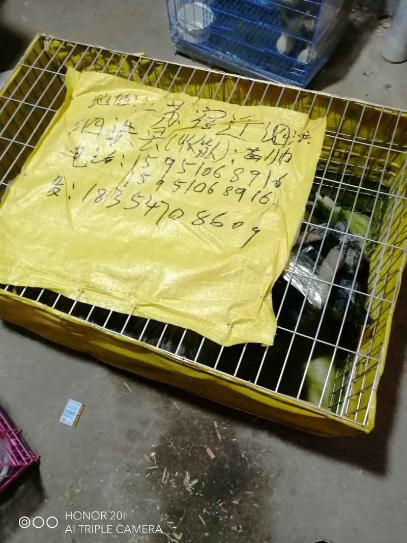 黑头杜波绵羊杜波公羊价格杜波母羊怀孕的多少钱一只