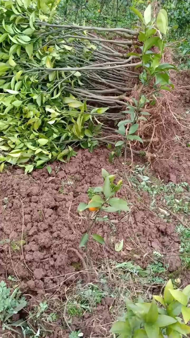 苗木种苗，柑橘苗，沃柑苗，晚熟品种，四月份成熟。