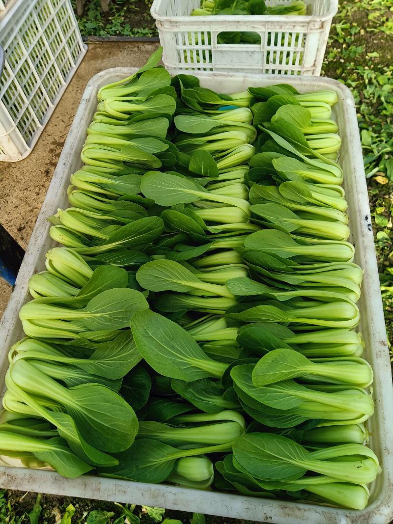 上海青，油菜基地直发一手货源，可供商超食品厂用菜！