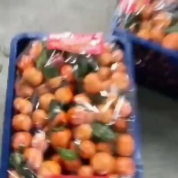 专业代办广西沙糖桔沃柑