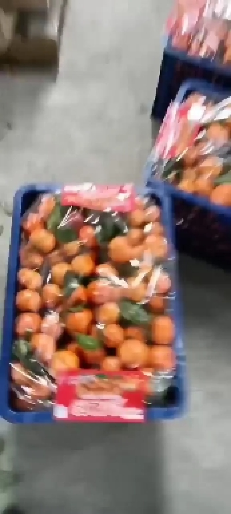 专业代办广西沙糖桔沃柑