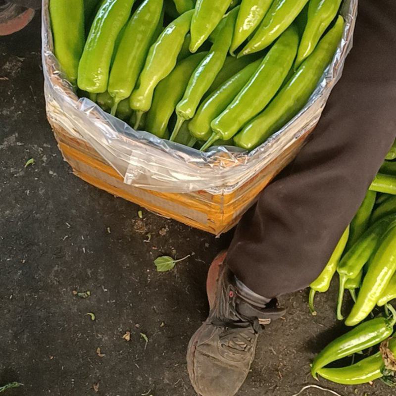 尖椒温室大棚尖椒，无农药残留，产地直发，纯绿色食品。