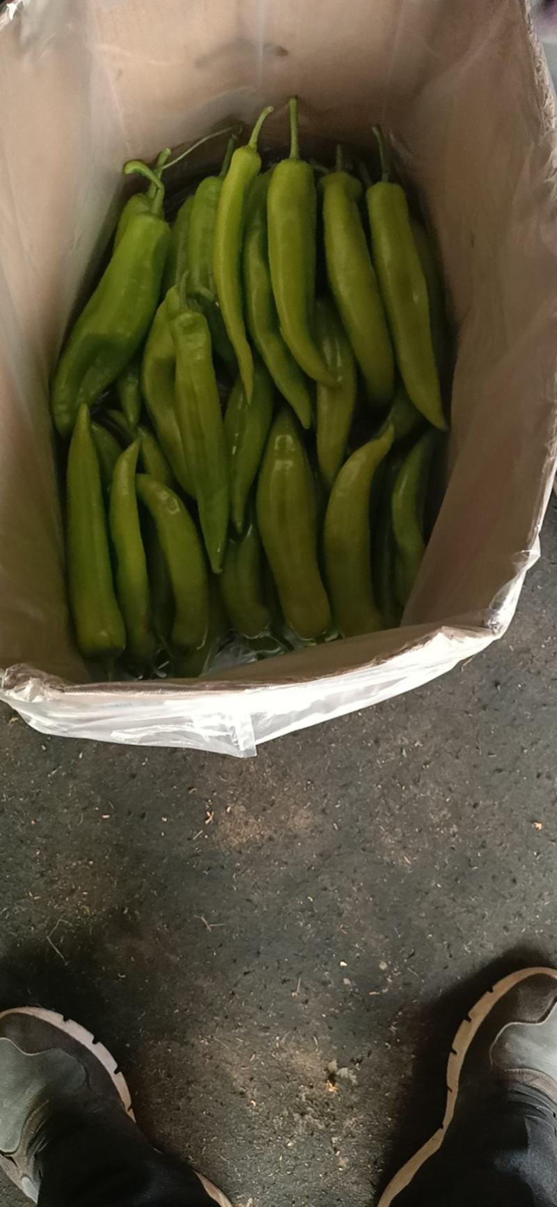 尖椒温室大棚尖椒，无农药残留，产地直发，纯绿色食品。