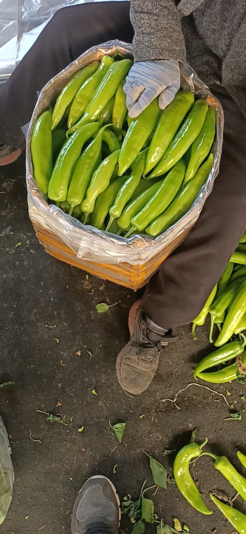 尖椒温室大棚尖椒，无农药残留，产地直发，纯绿色食品。