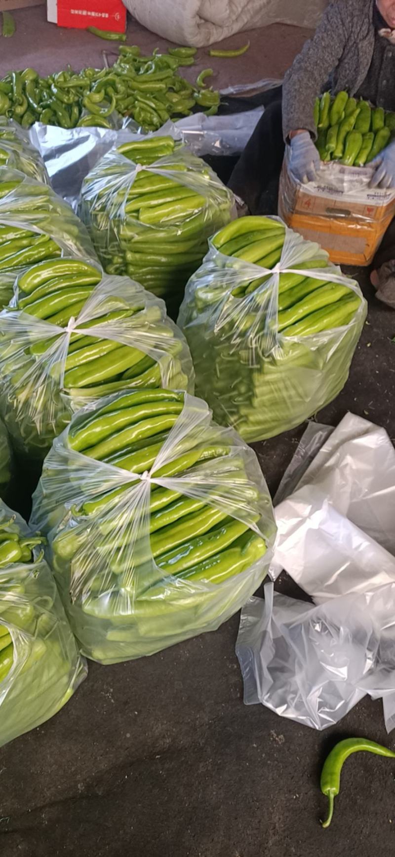 尖椒温室大棚尖椒，无农药残留，产地直发，纯绿色食品。