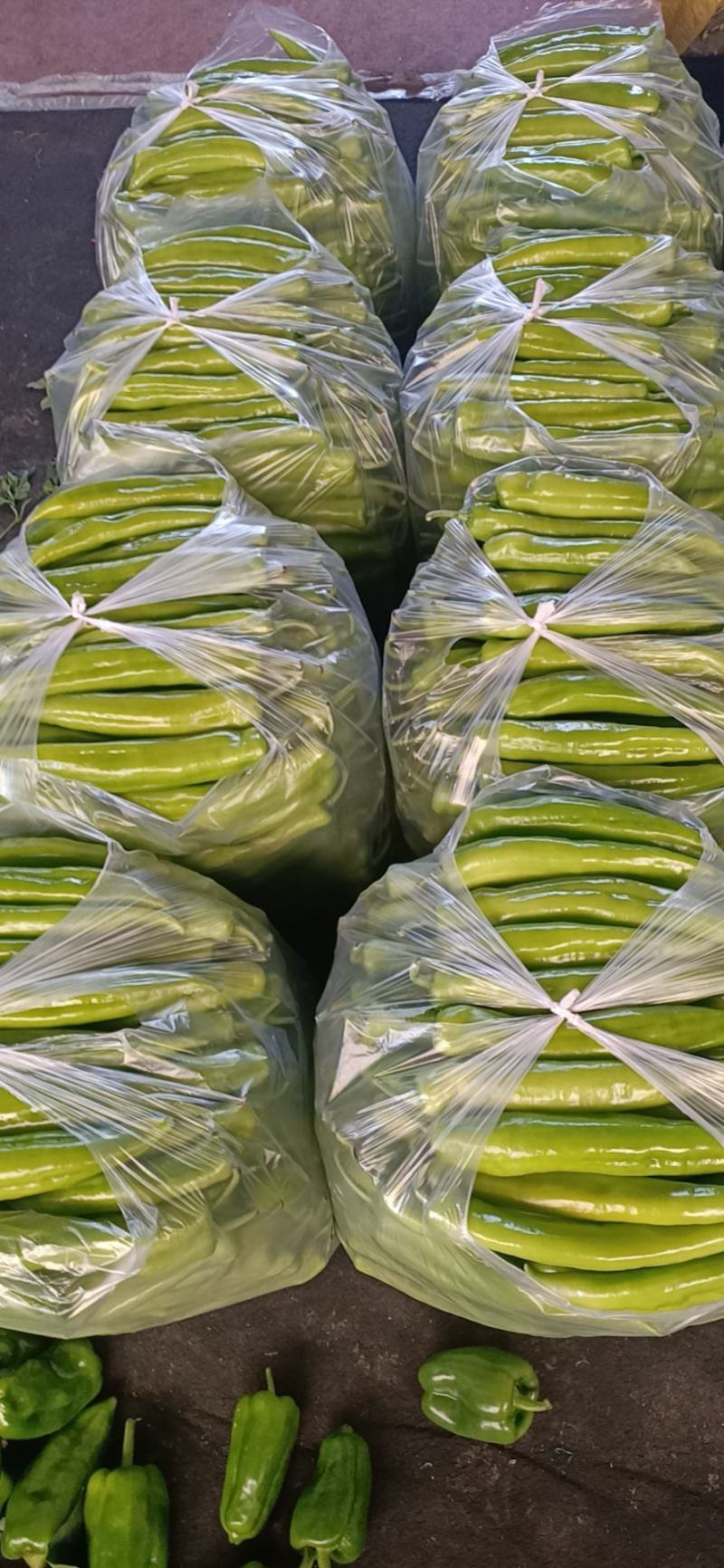 尖椒温室大棚尖椒，无农药残留，产地直发，纯绿色食品。