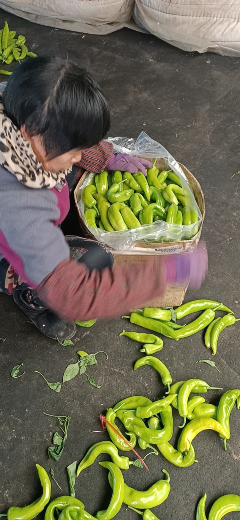 尖椒温室大棚尖椒，无农药残留，产地直发，纯绿色食品。