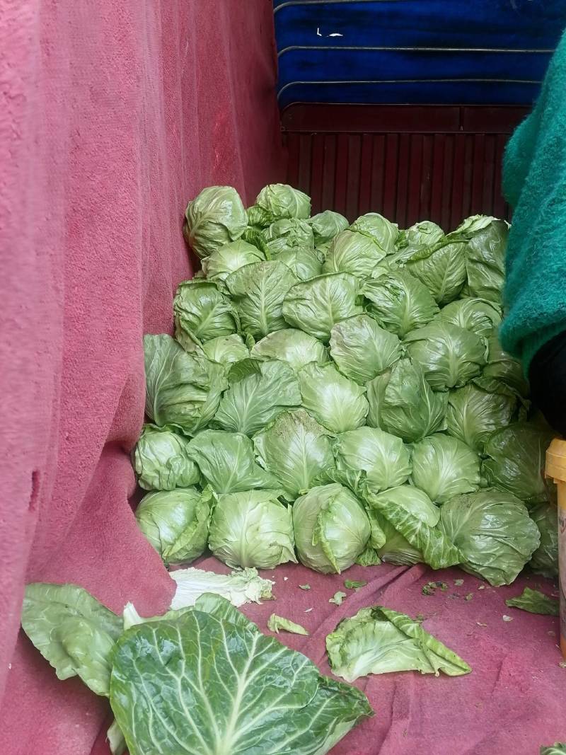 甘蓝