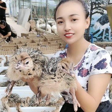 鸵鸟苗一个月的两个月的三个月的