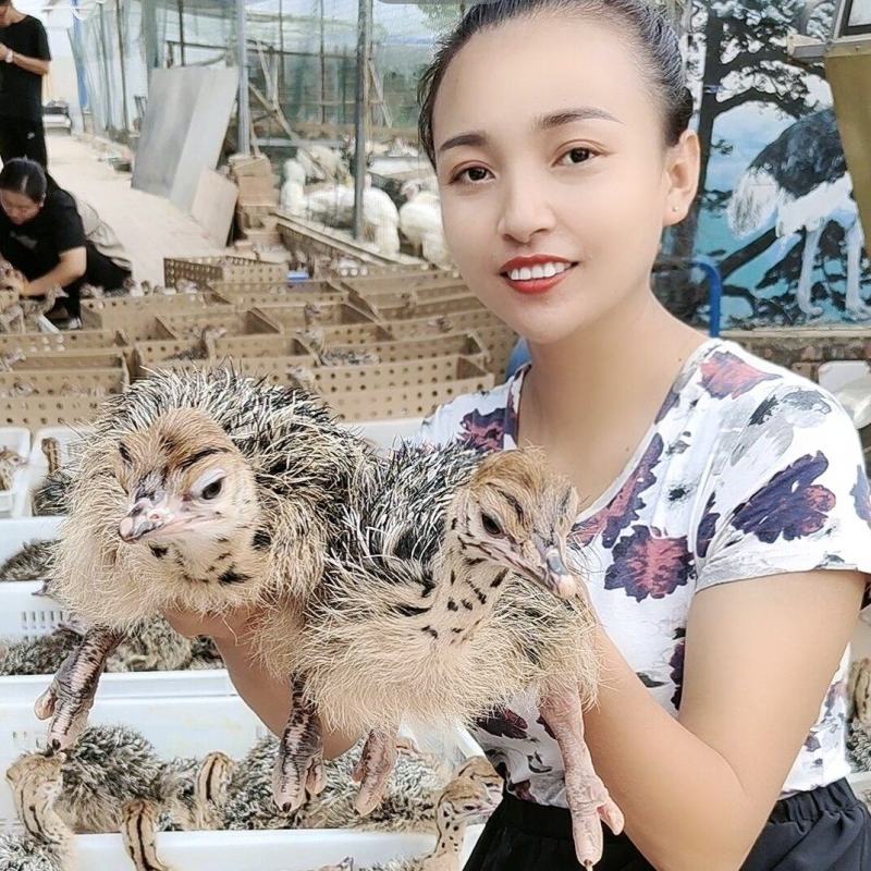 鸵鸟苗一个月的两个月的三个月的