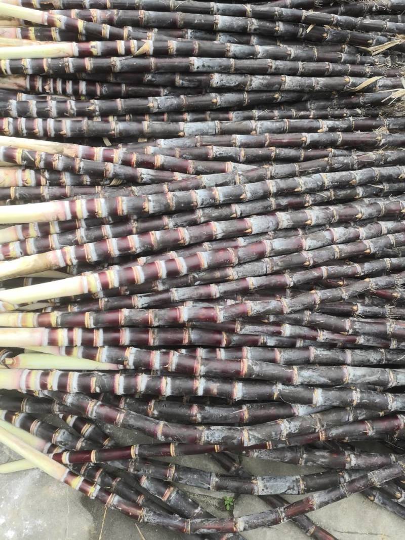 《精选》黑皮甘蔗种苗，脱毒大灰种、脱毒黄皮甘蔗种黑皮甘蔗
