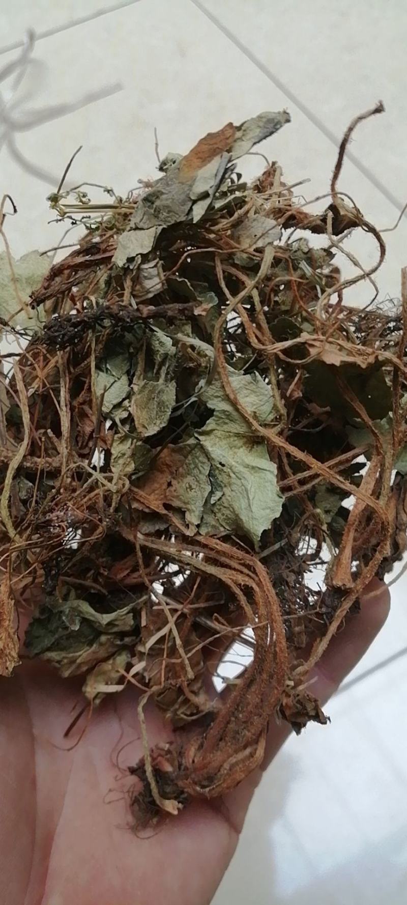 虎耳草虎儿草姬虎耳草保证正品不满意可退换货