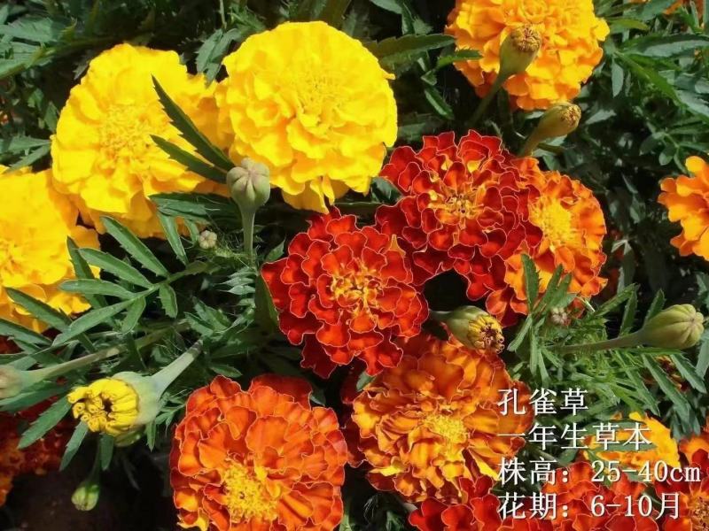 【精美孔雀草】观赏效果佳开花时间长基地大量供应