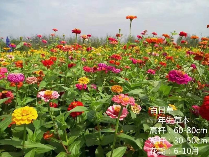 百日草，步步高园林观赏景区可用多色可选规格齐全