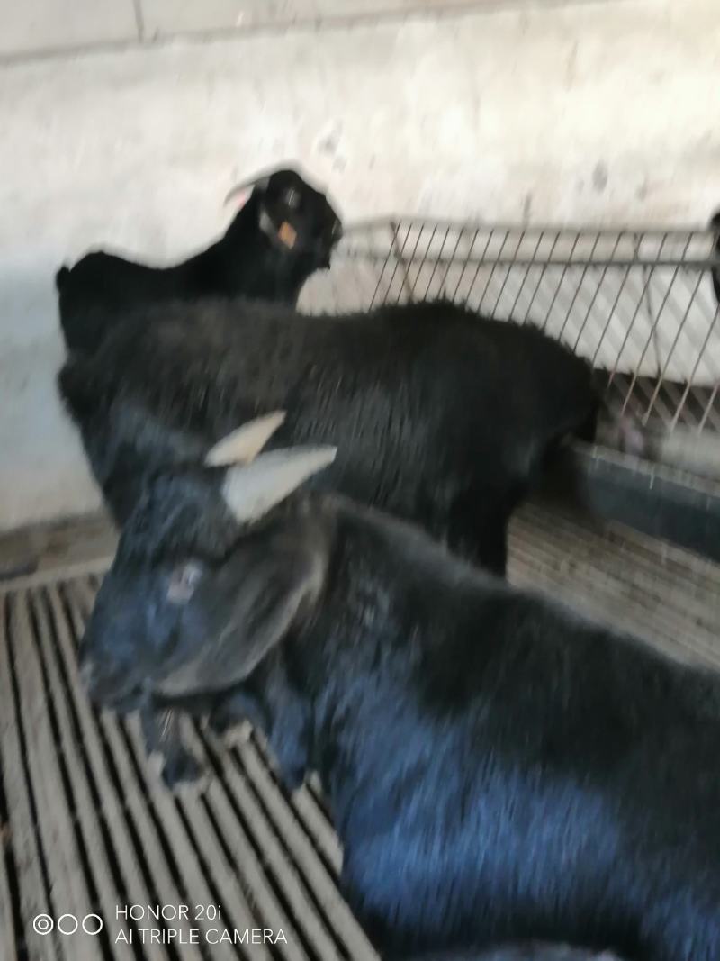 种羊努比亚种公羊大小都有买10母送1公量大签订回收合同