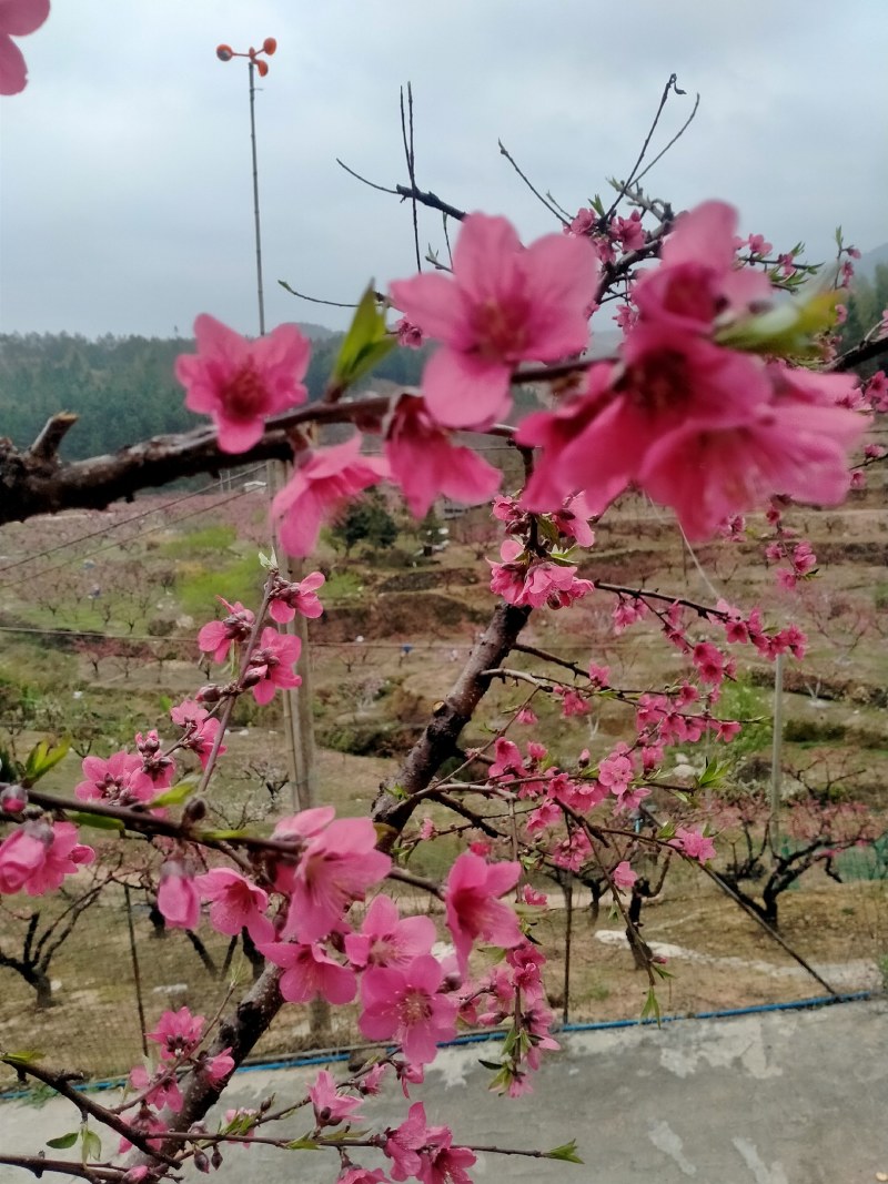 广东省连平红花鹰嘴桃水蜜桃苗