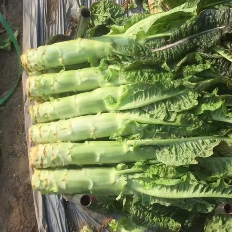 大量精品莴笋无空心装框打包都可以