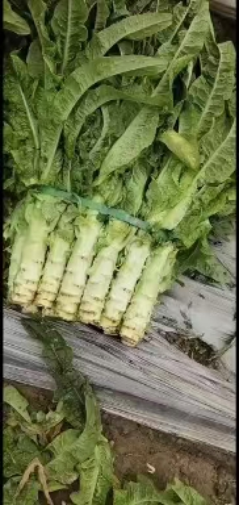 大量精品莴笋无空心装框打包都可以