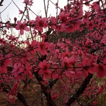 广东省连平红花鹰嘴桃水蜜桃苗