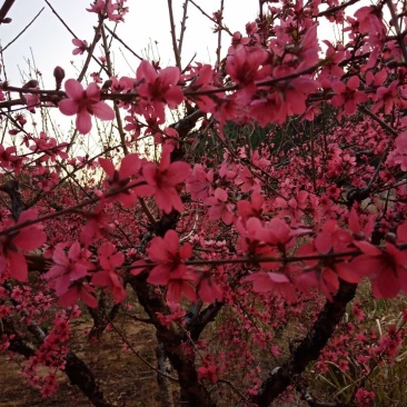 广东省连平红花鹰嘴桃水蜜桃苗