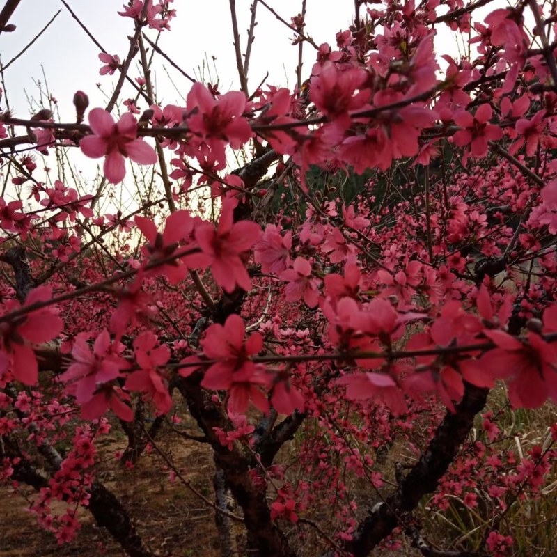 广东省连平红花鹰嘴桃水蜜桃苗