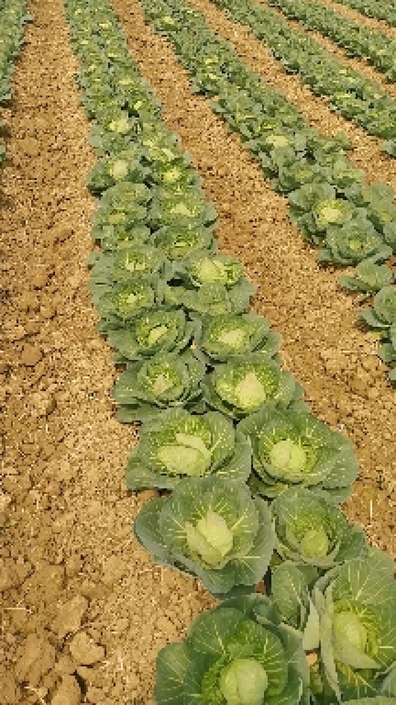 河北邯郸永年精品甘蓝