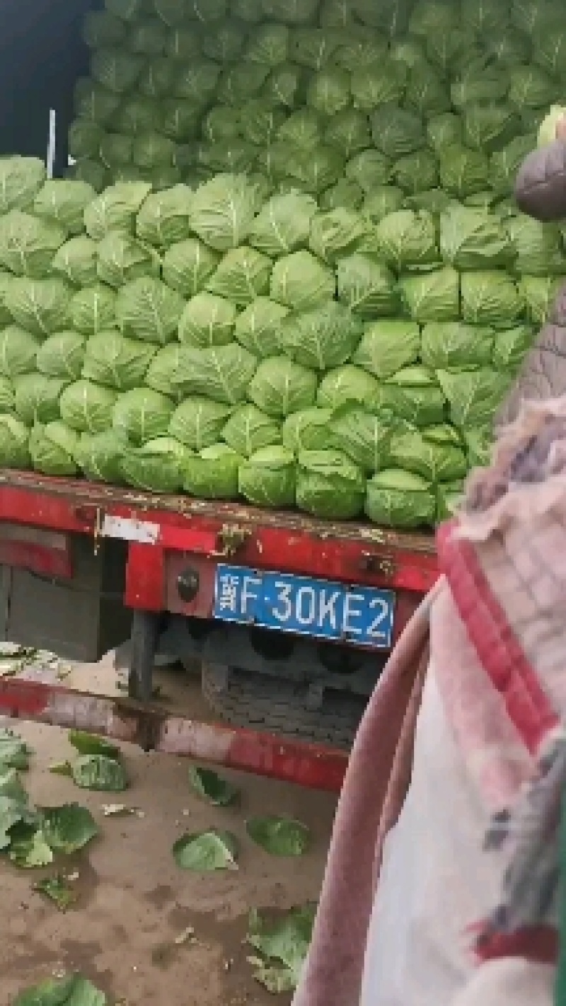 河北邯郸永年精品甘蓝