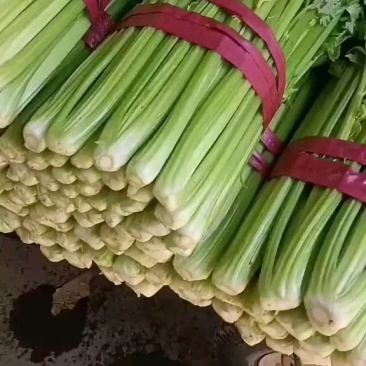 河北邯郸永年精品芹菜