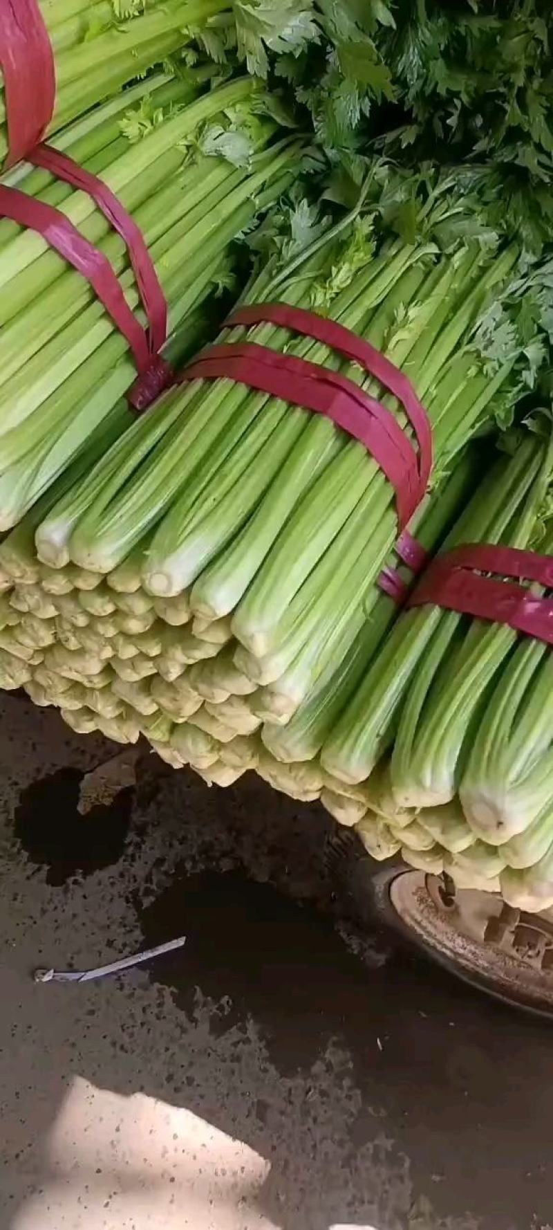 河北邯郸永年精品芹菜