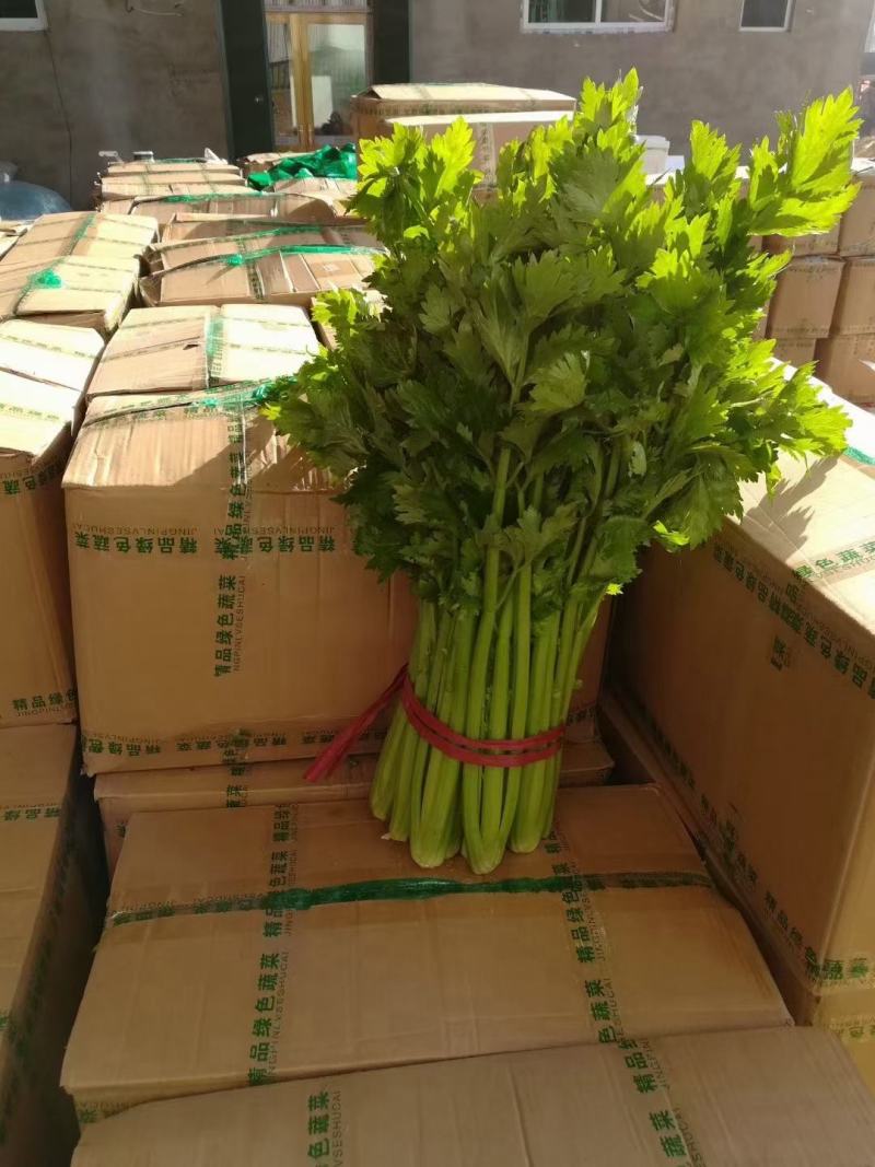 河北邯郸永年精品芹菜