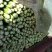 河北邯郸永年精品芹菜
