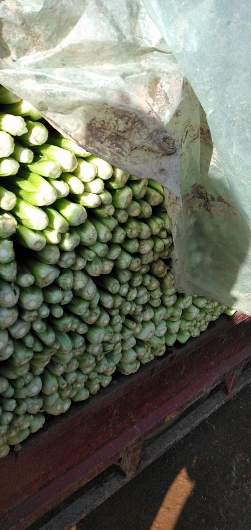 河北邯郸永年精品芹菜