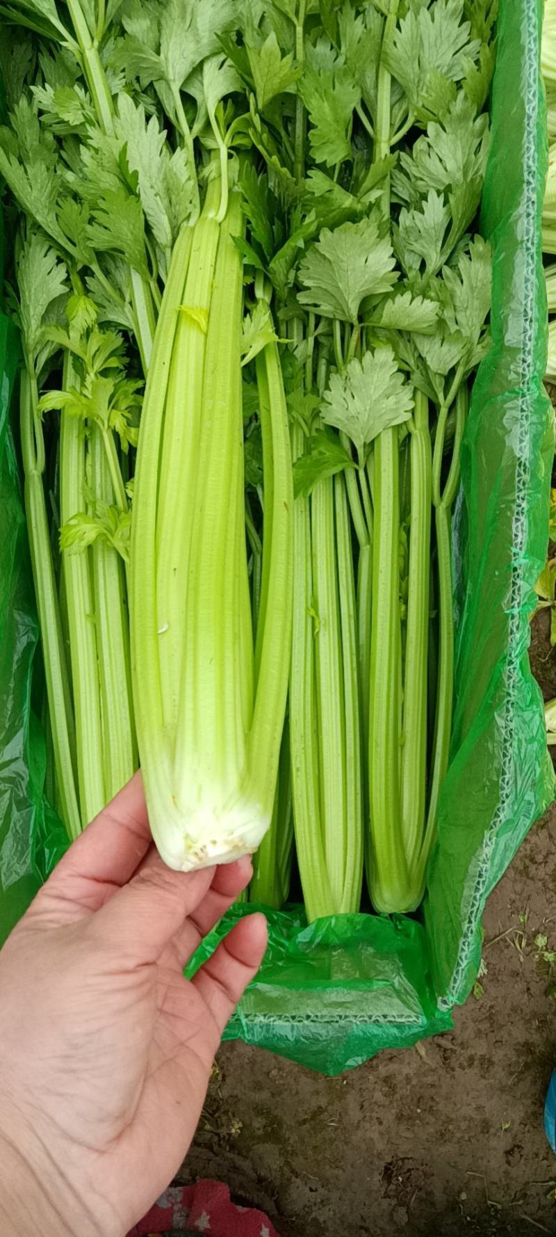 河北邯郸永年精品芹菜