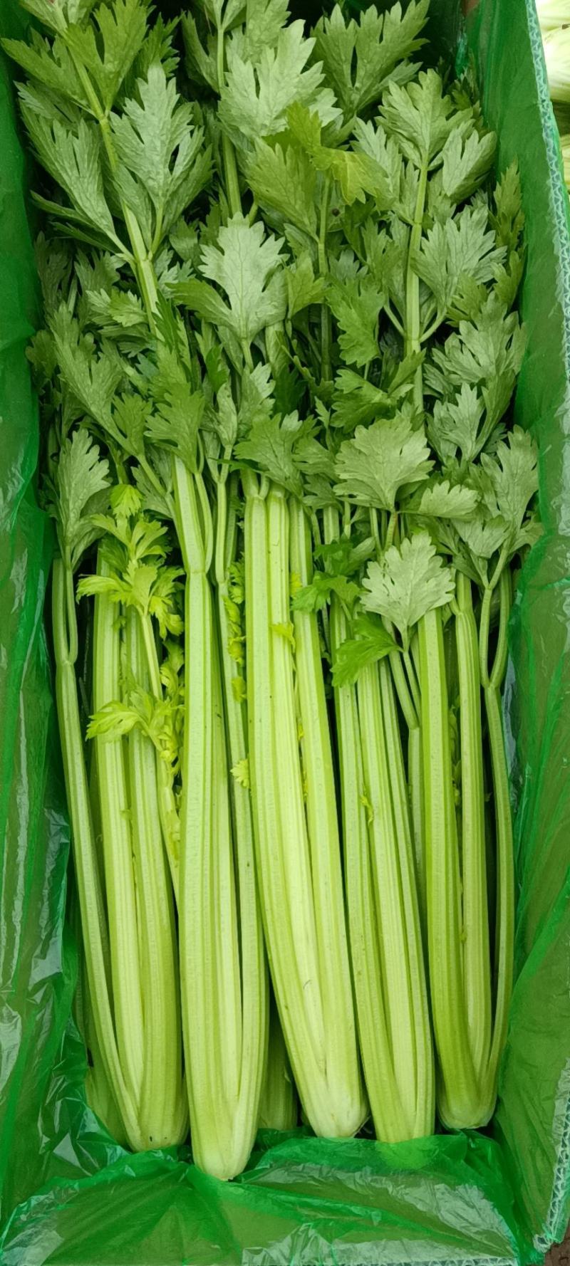 河北邯郸永年精品芹菜