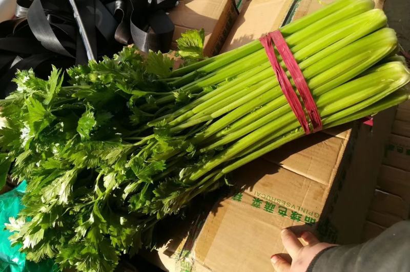 河北邯郸永年精品芹菜