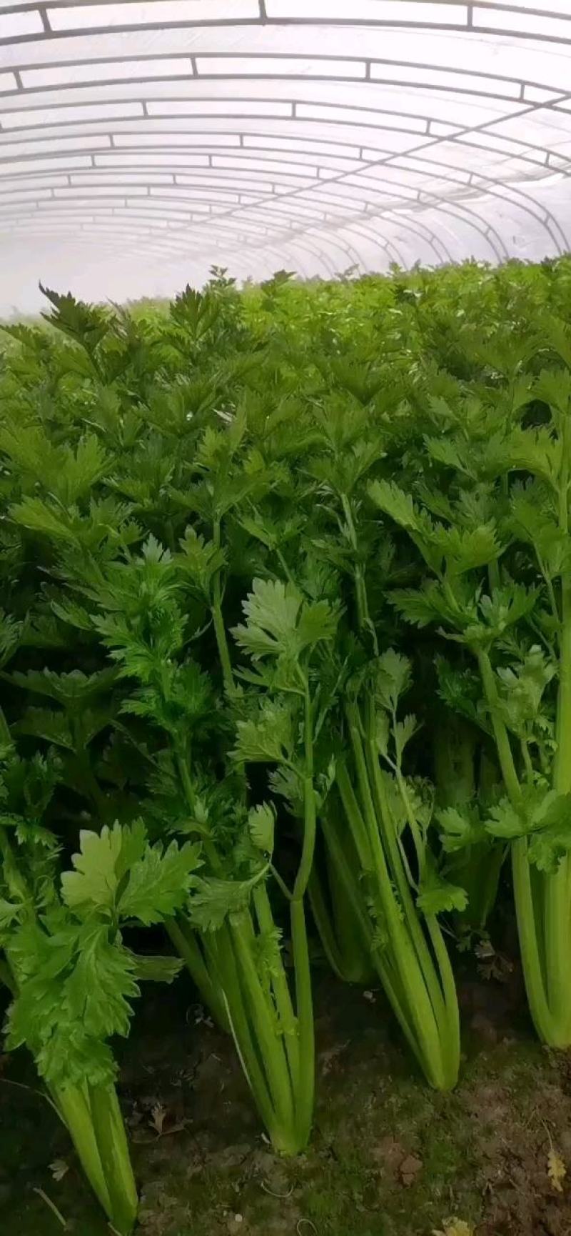 河北邯郸永年精品芹菜