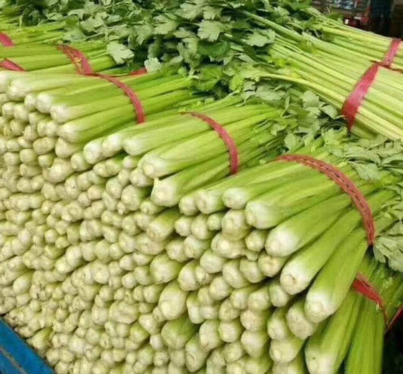 河北邯郸永年精品芹菜