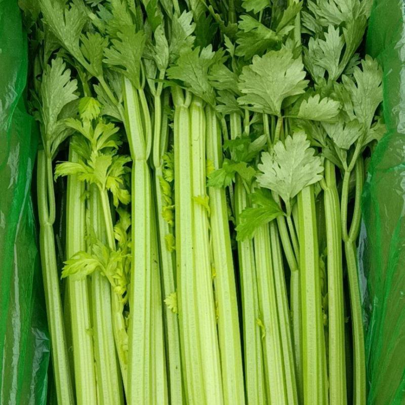 河北邯郸永年精品芹菜