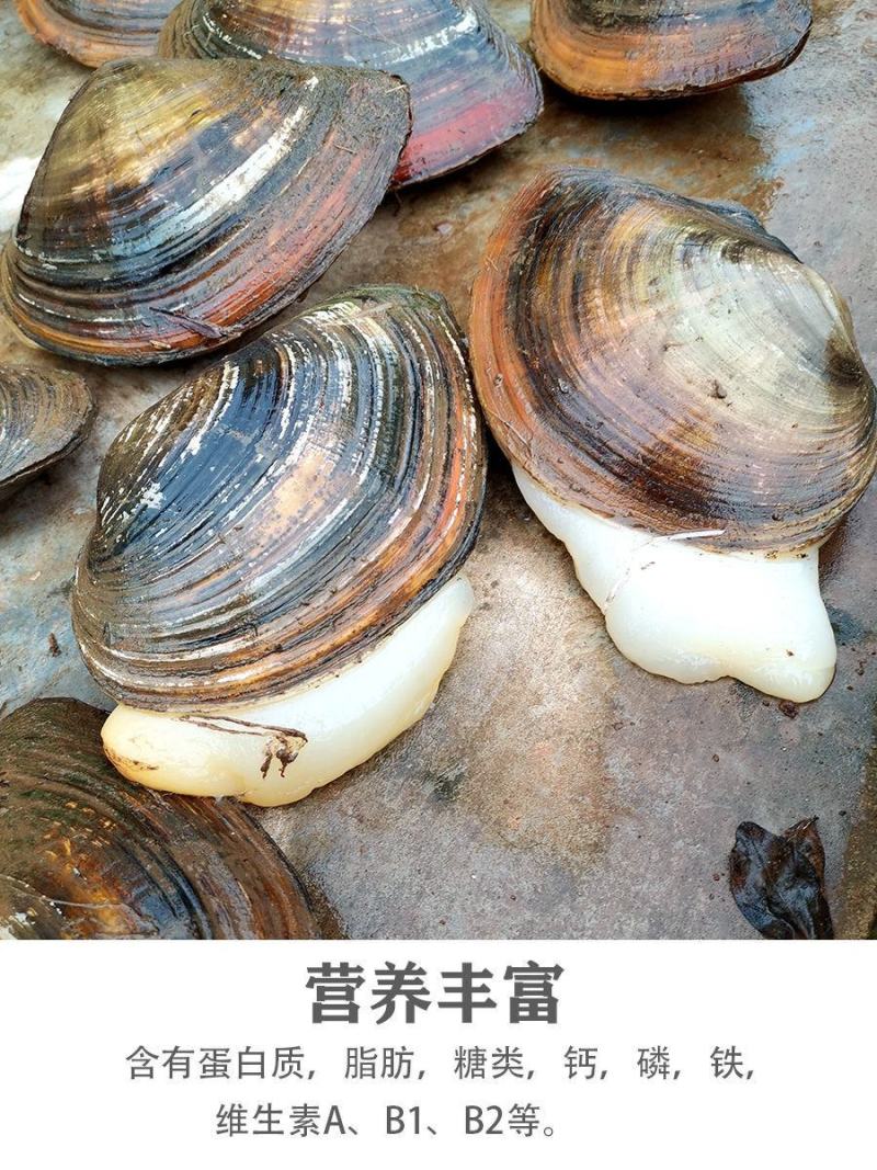 兴化里下河河蚌大量有货，一千斤起批。