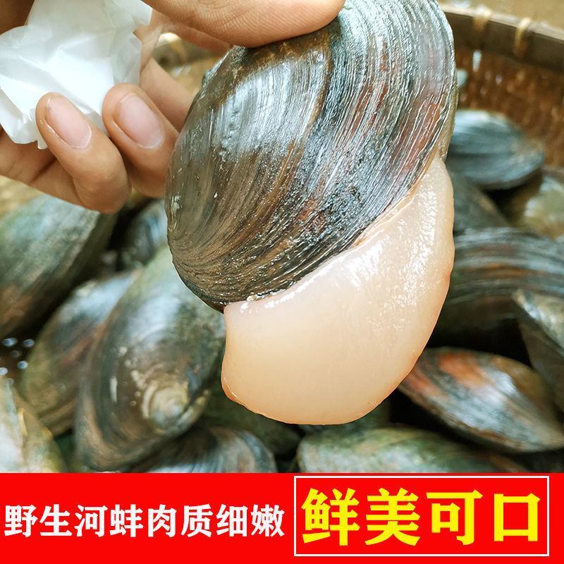 兴化里下河河蚌大量有货，一千斤起批。