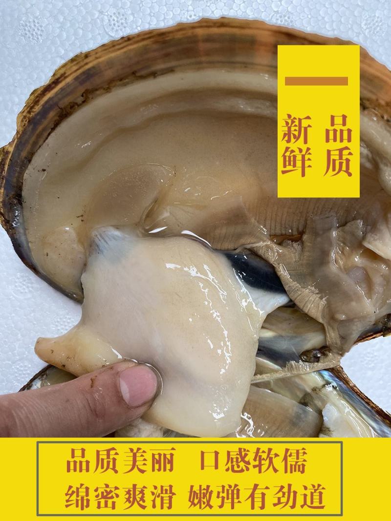 兴化里下河河蚌大量有货，一千斤起批。
