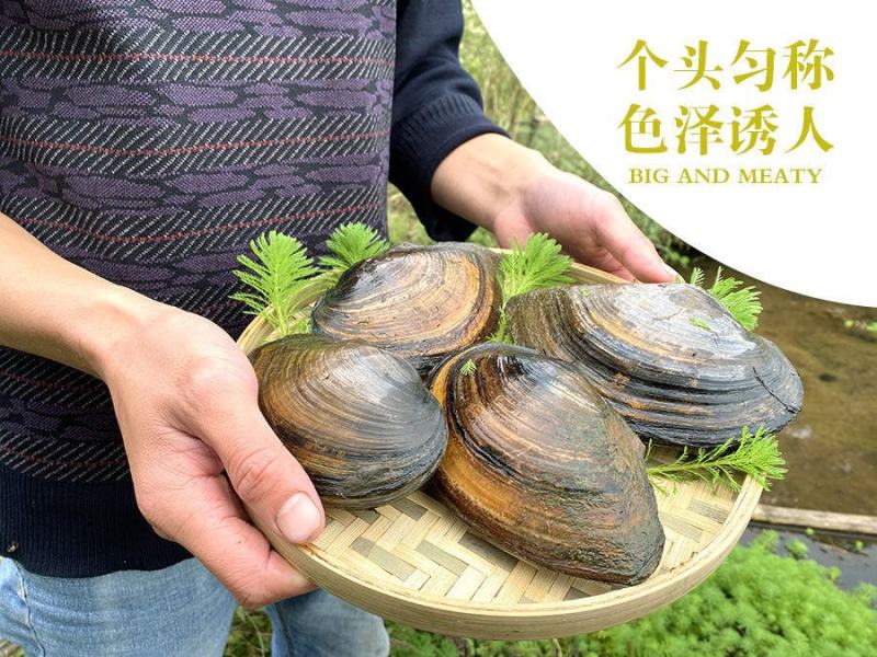 兴化里下河河蚌大量有货，一千斤起批。