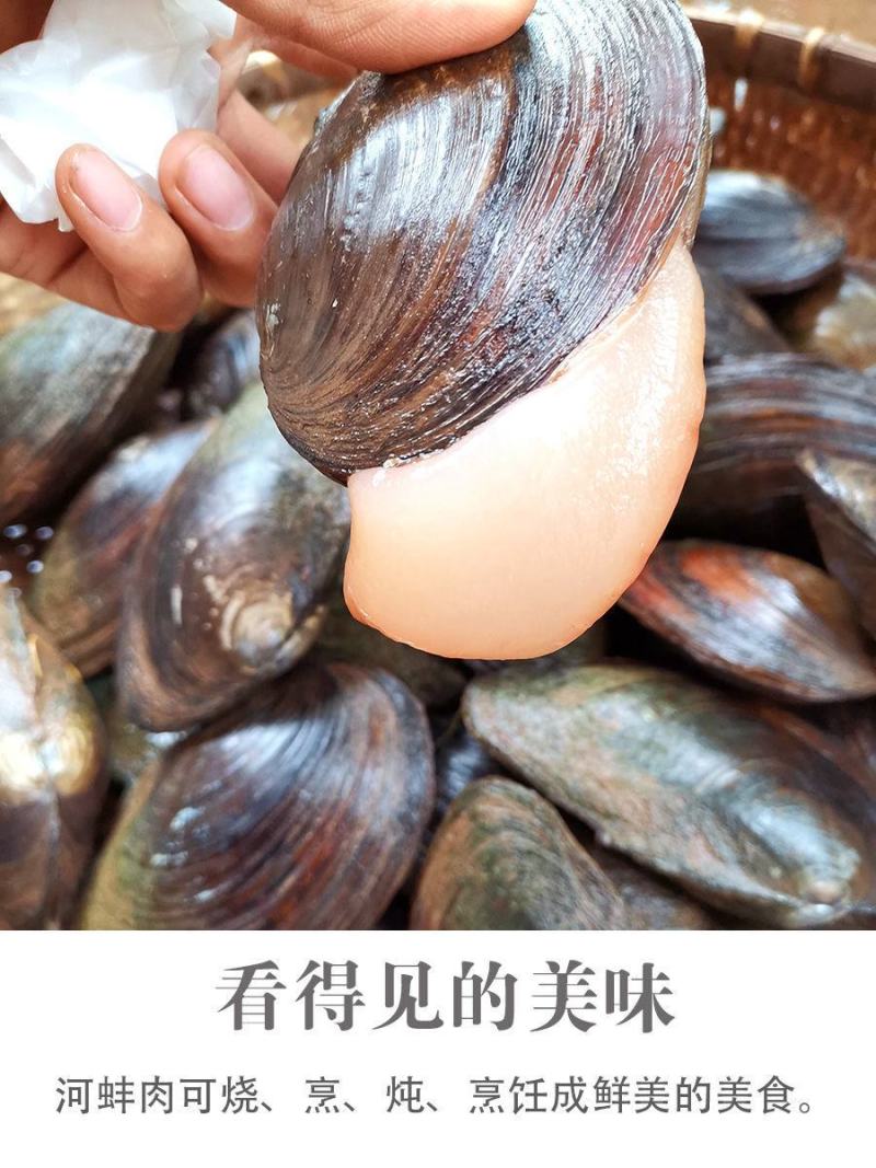 兴化里下河河蚌大量有货，一千斤起批。