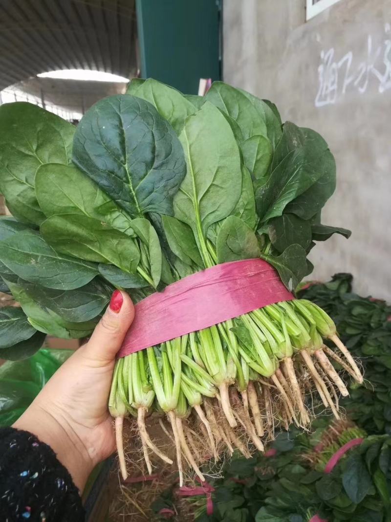 邯郸菠菜